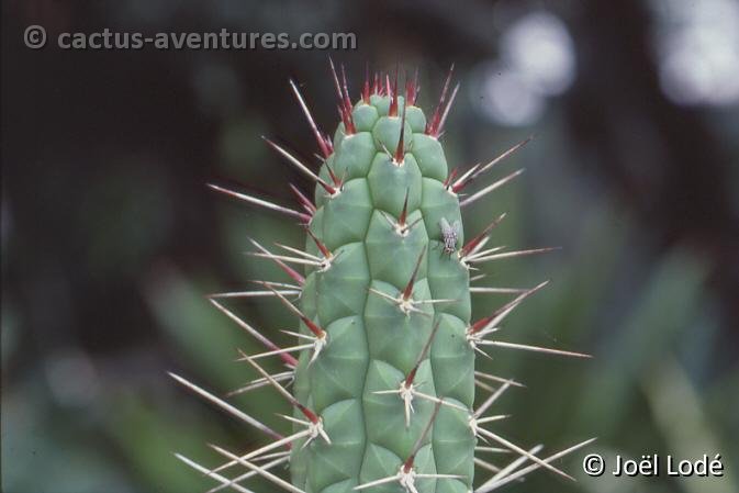 Rauhocereus riosanensis 336